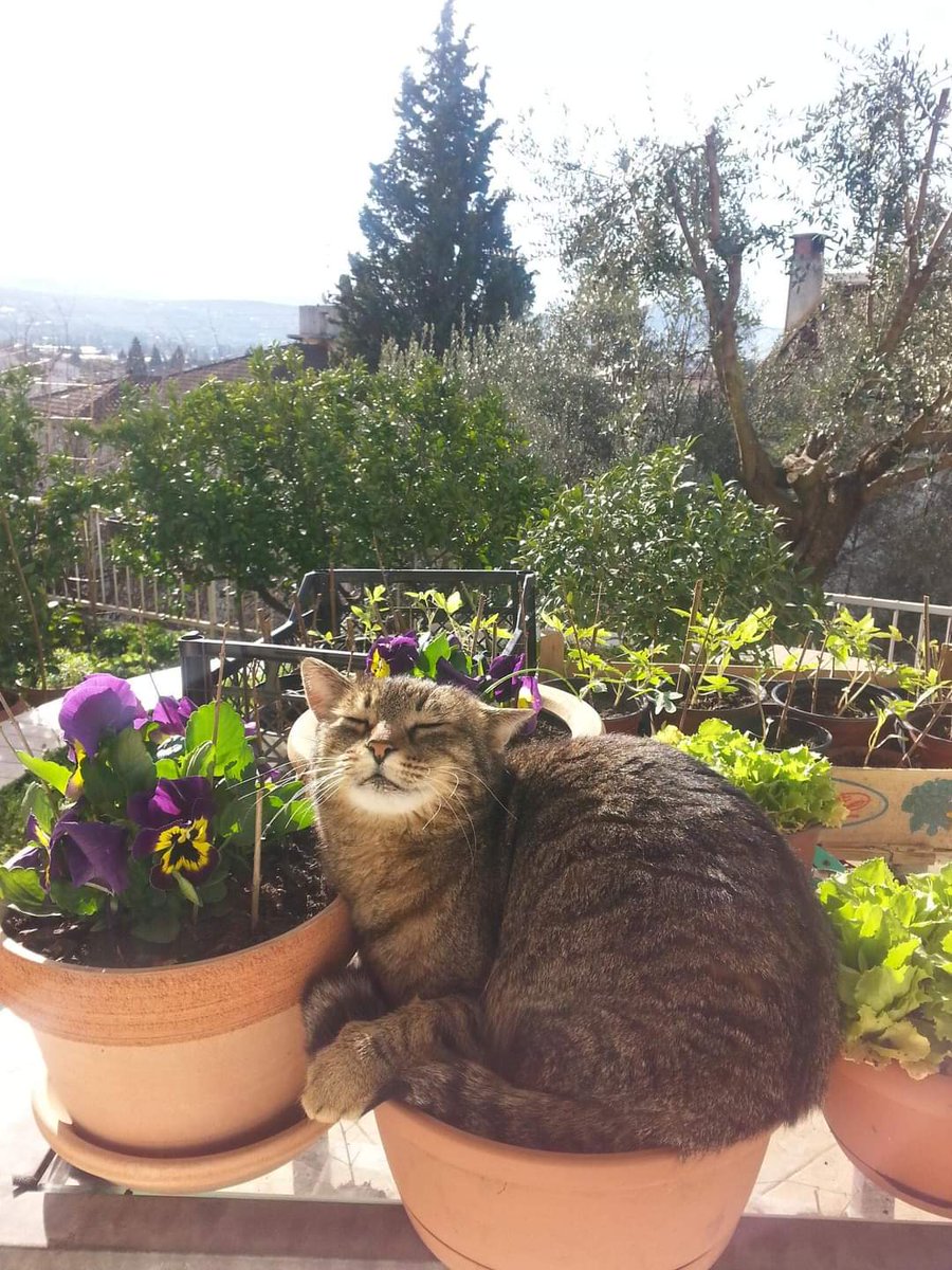 Why you should have a cat (@shouldhavecat) on Twitter photo 