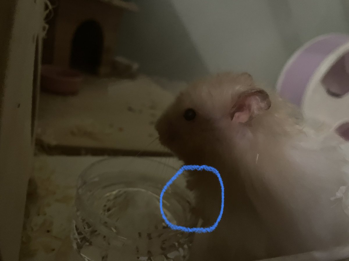 HamsterJohn_'s tweet photo. ...
어떻게저게
햄스터 손일수..? https://t.co/7a6y9FQsJV