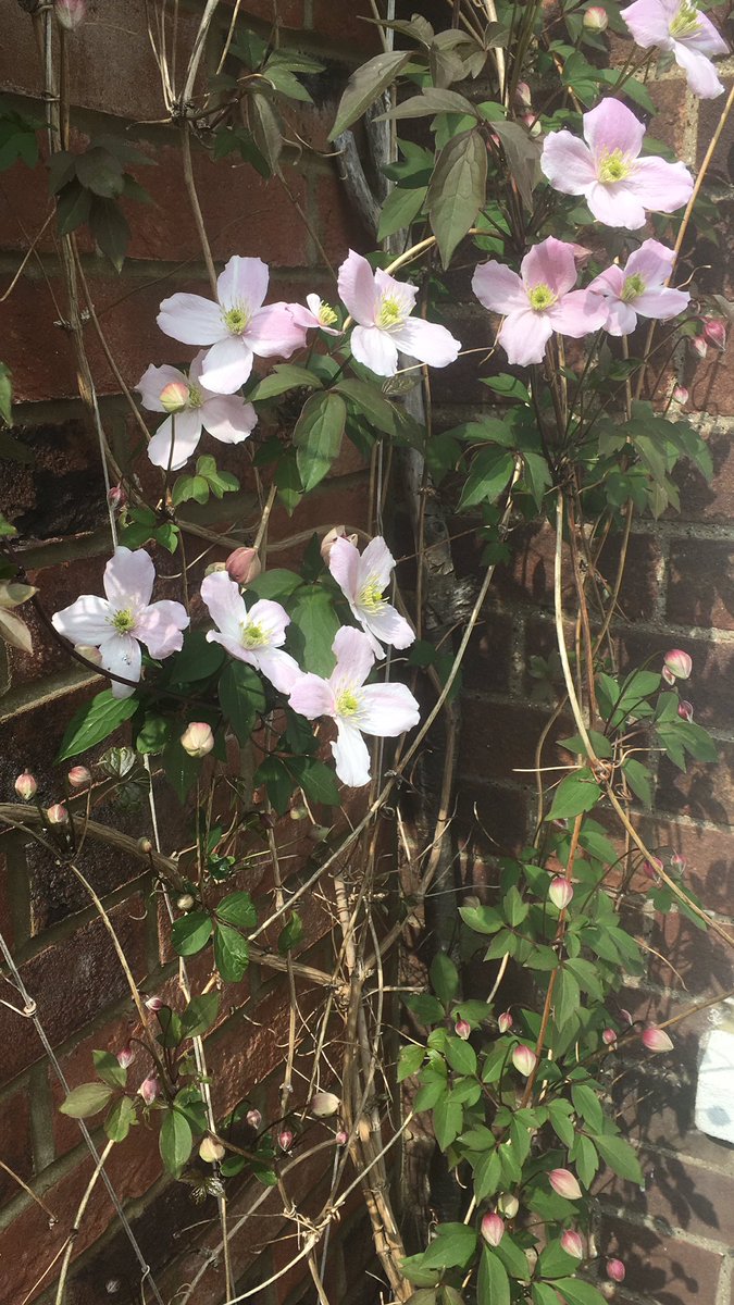 ExtraMileTour's tweet photo. Happy #earthday !!! 🌍❤️Today’s flower #clematismontana just blooming this spring 🌸 #flowers #uk #extramiletours #travelphotography https://t.co/VUxu37H54C