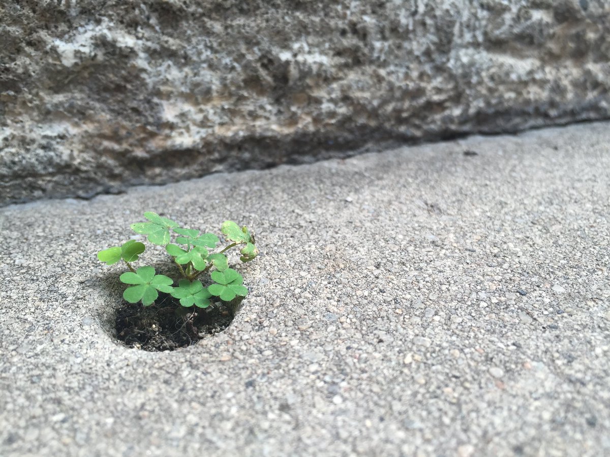 breeolson_acct's tweet photo. When I saw this I had to take a photo. There is always a way. https://t.co/idOBtRm2Iq