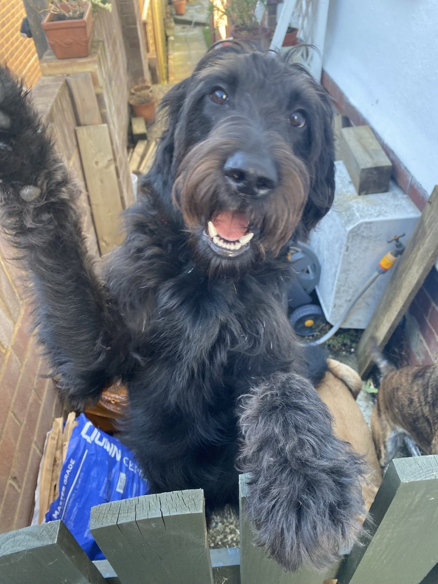 sethjunks's tweet image. Udah lucu?