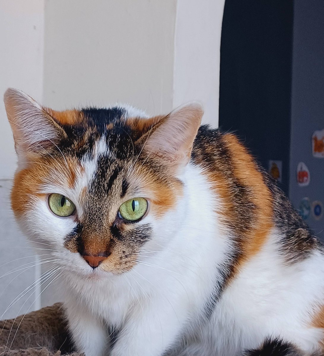 Crystalcherrynails.com Sugar nails are back in stock! #follow #saturdayvibes #teamfollowback Happy #caturday  #saturdaymorning #22apr