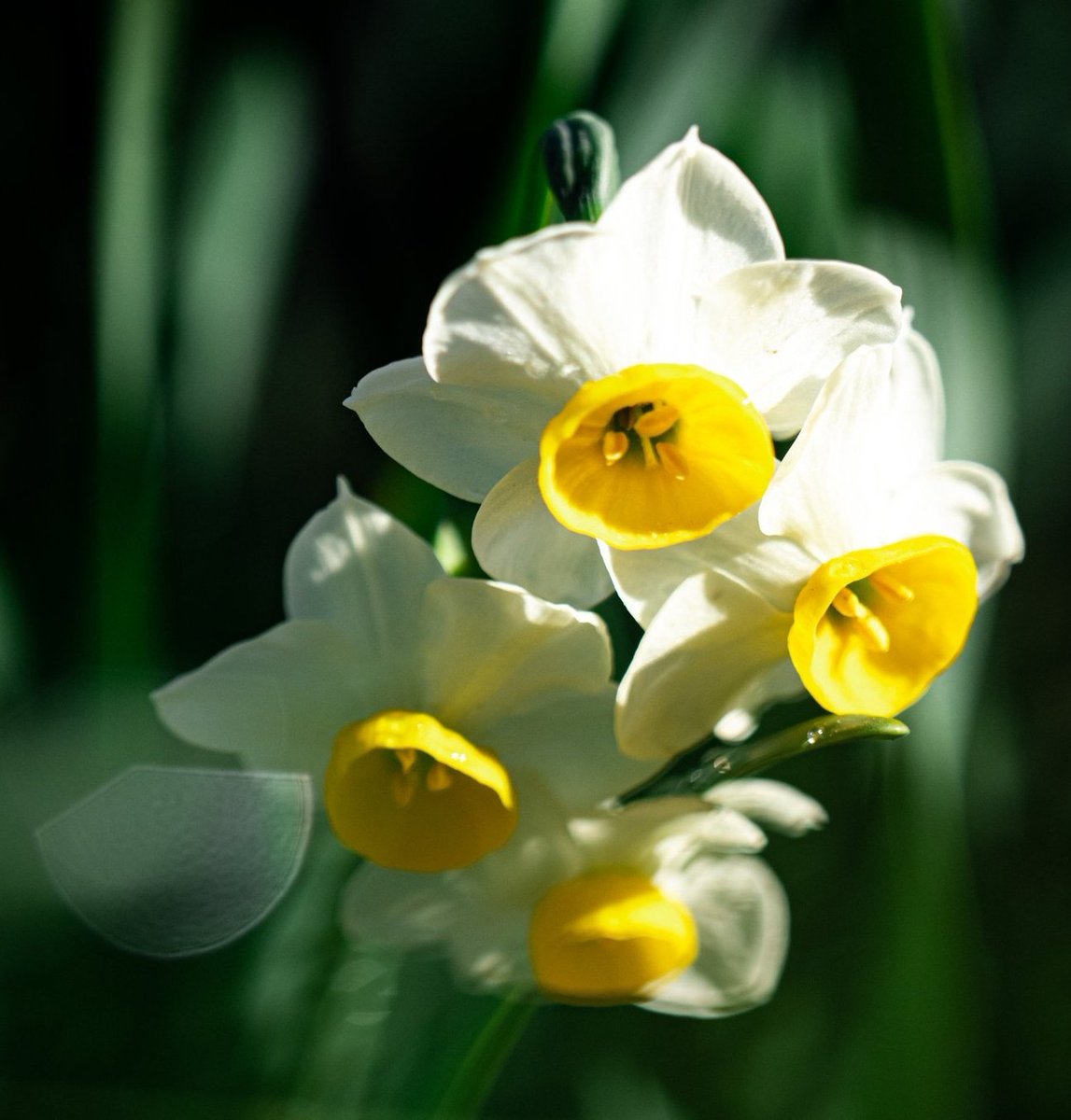 ruben_corella's tweet photo. #EarthDay #EarthDay2023 #earthdays #everyday #cadadia #DiaDeLaTierra #diadaterra #DiaDeLaTierra2023 #fleurs #terre #earth #gaya #blooming #cuidalatierra #CuidaElAmbiente https://t.co/svGZdtMkQi