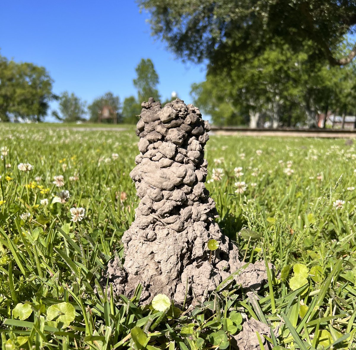 In Louisiana, there's no better reminder that it's #EarthDay than crawfish chimneys, clover, and spring wildflowers!

En Louisiane, quoi de mieux que les cheminées d'écrevisses, les trèfles et les fleurs sauvages du printemps pour nous rappeler que c'est la #journéedelaterre  ?!