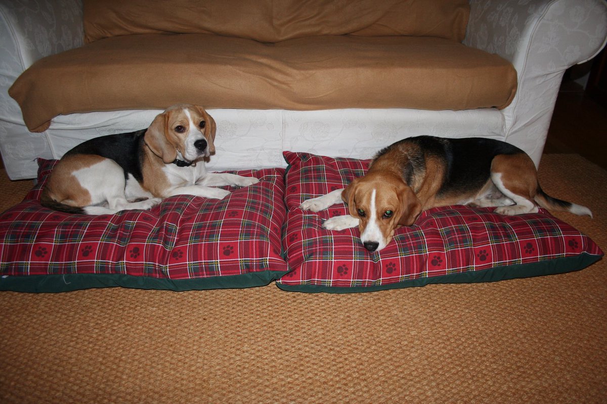 ANGELS RUBY & Mr D! Captain H now in charge! tweet media