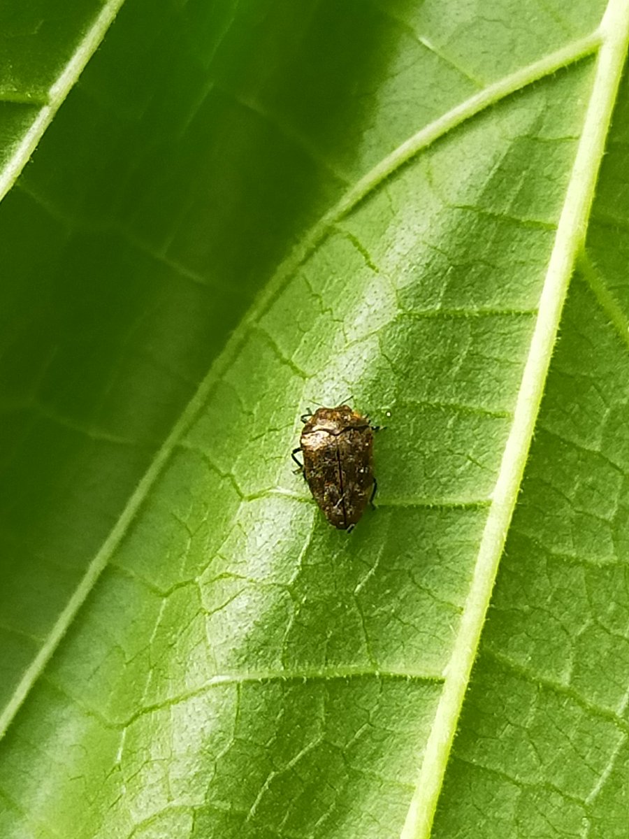 コウジ タマル on Twitter