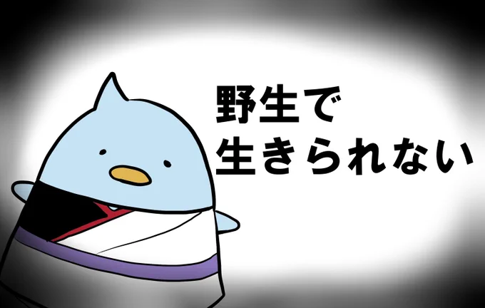 このバチクソ愛らしい鳥はちゅんと言い、様々な家庭に住み着いてます。沢山の人間に愛でられて生きていますが欠点があります。 