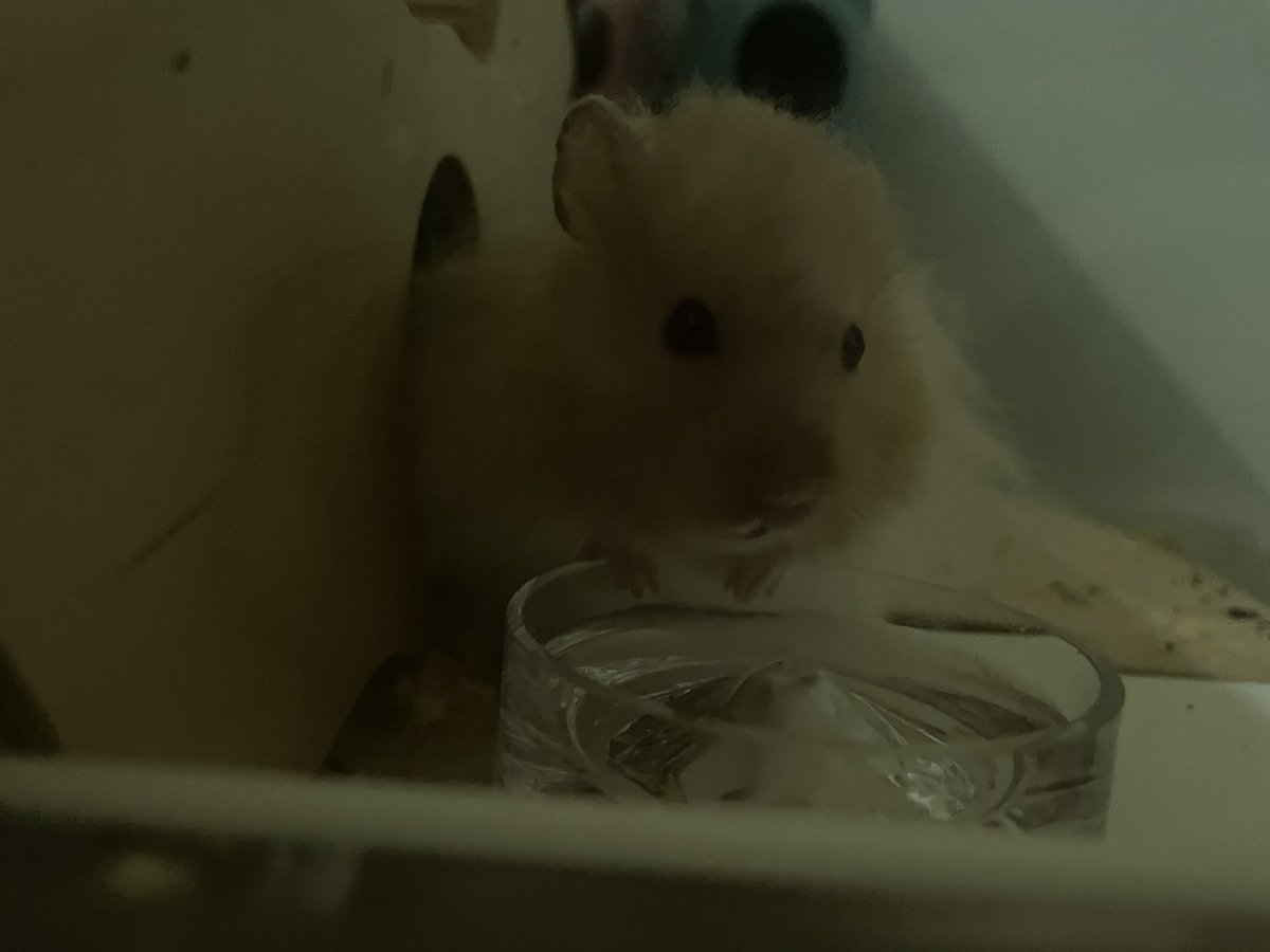HamsterJohn_'s tweet photo. https://t.co/pt7GECov9F
