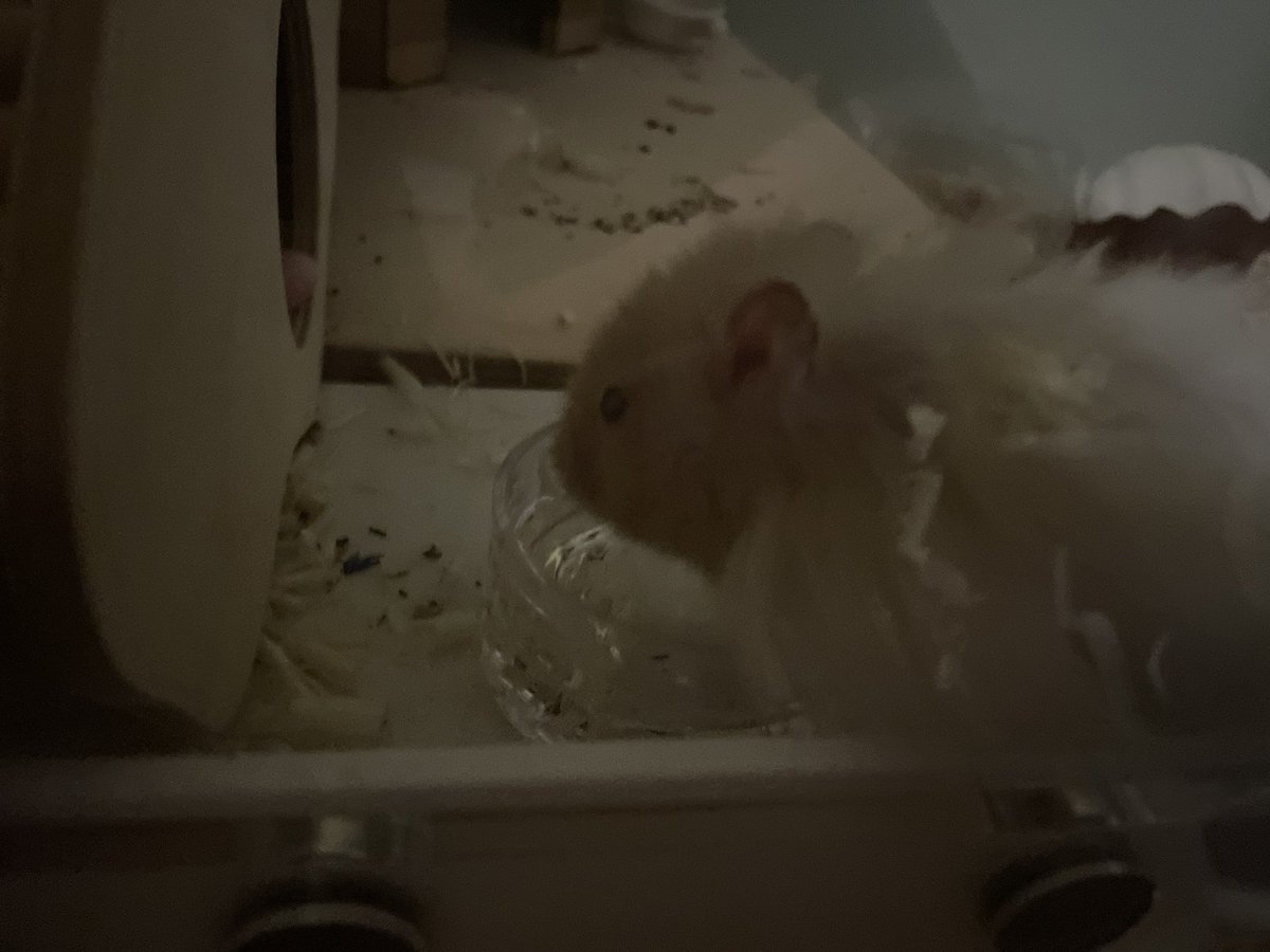 HamsterJohn_'s tweet photo. https://t.co/pt7GECov9F