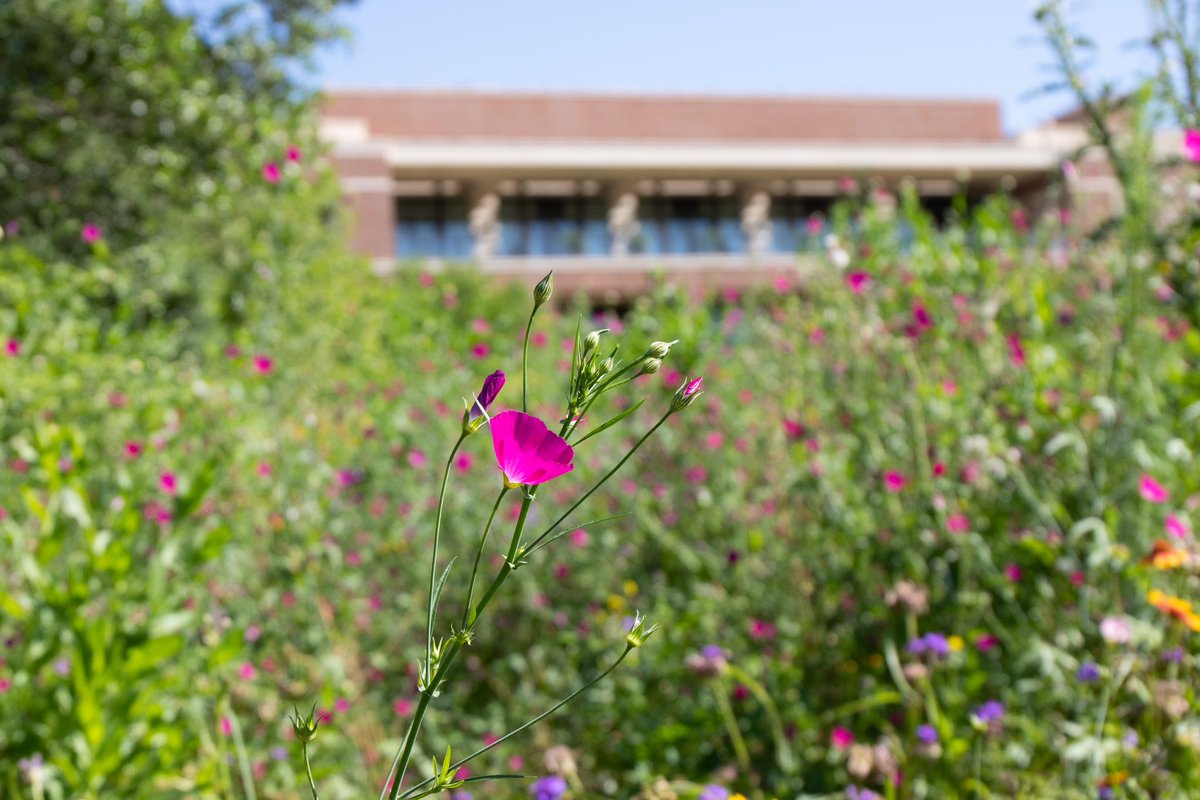 Spend #EarthDay with us at @TheBushCenter’s Native Texas Park! The wildflowers are in bloom, and they are spectacular this year!  Free guided tours with are available every Saturday at 10 am through May 27, weather permitting.