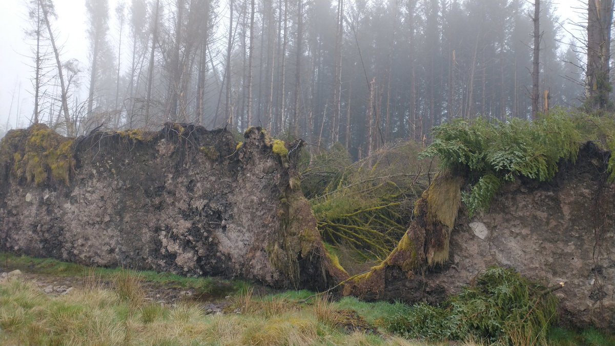 I guess these trees were blown down in November 2021. Interesting how stuff is now happily growing in the newly uncovered ground.
