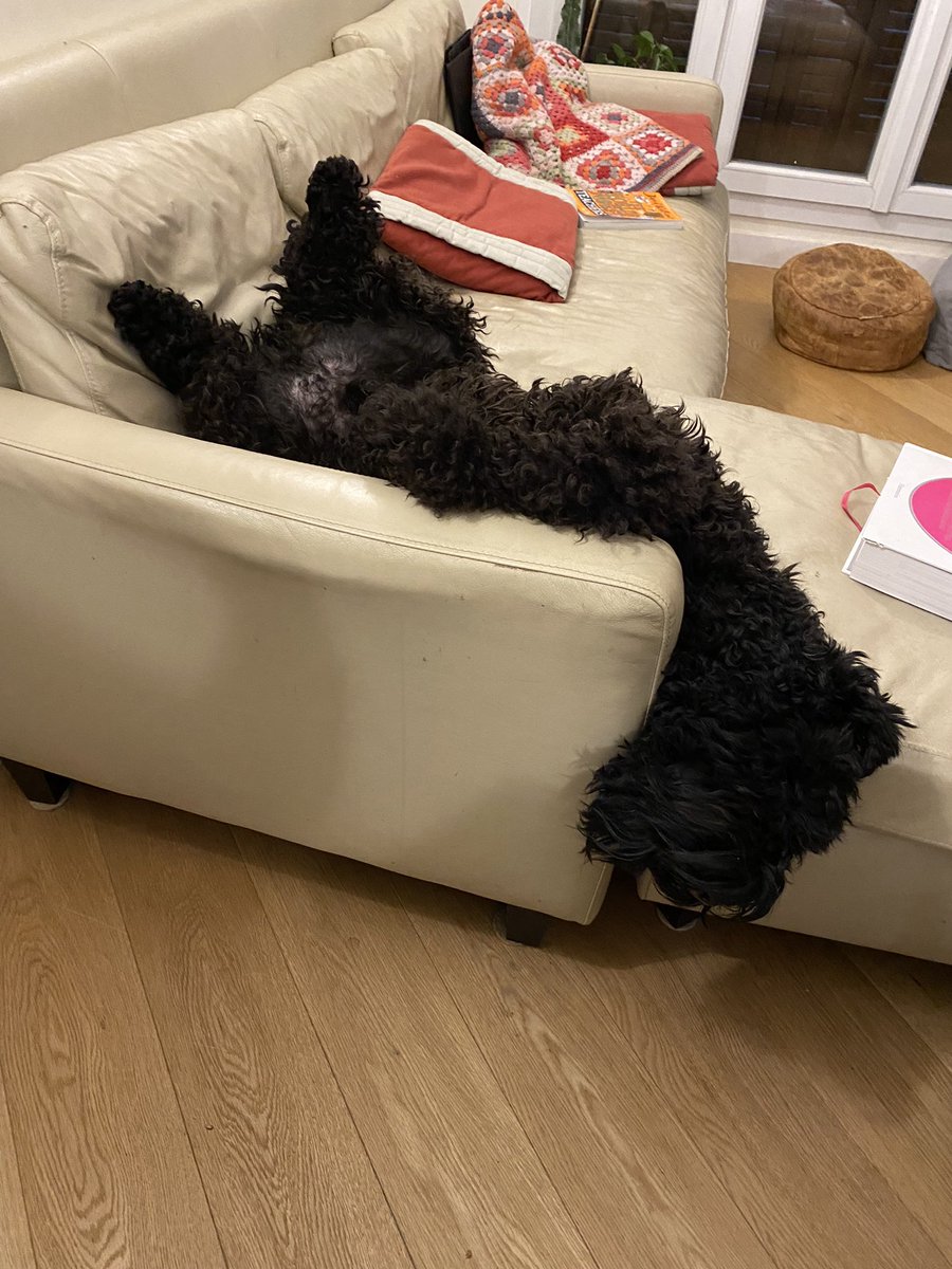 IrishKerryBlue's tweet photo. Relaxing … #kerryblueterrier #DogsofTwittter https://t.co/ajpI74qEnF