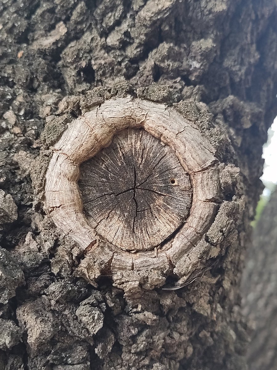 Sos Bosc Volpelleres tweet media