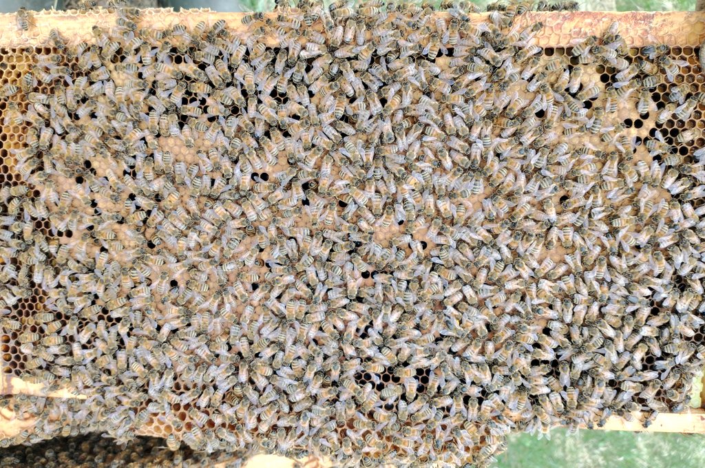Having great brood patterns in April makes for a big upcoming population burst. Spring mite control is critical and making sure they have pollen and honey for the consistently to encourage laying. Check out the growing larvae under the queen in royal jelly.#honeybees #queen
