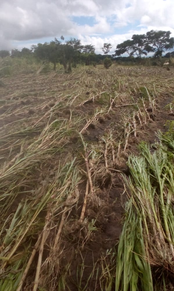 Destroyed crops after Cyclone Freddy.