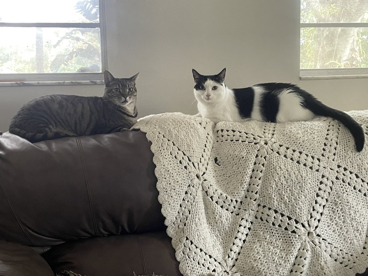 Double Trouble! Happy #Caturday #CatsOfTwitter 💕🐈💕