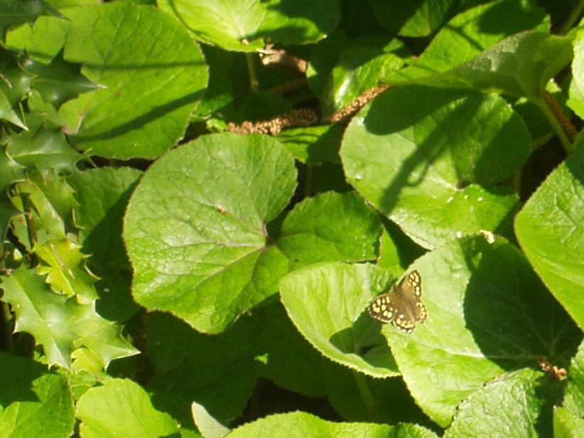 Butterfly in the Bay
Speckled wood
Spring time April 2023

<a href="/BayChessel/">Chessel Bay Friends</a> 
#butterflies 
#spring 
#localnaturereserve 
#southampton 
#earthday