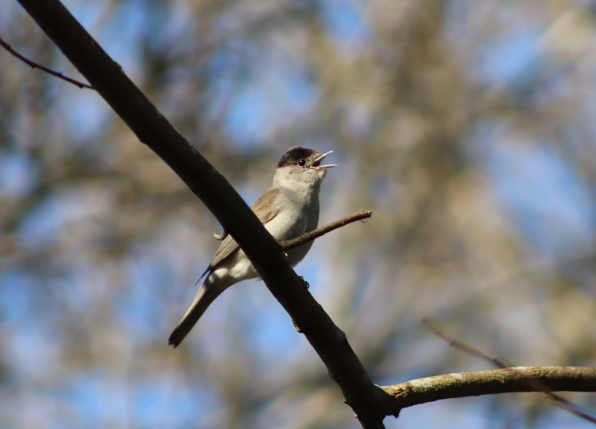 Singing blackcap along the #WaterOfLeith this morning. It really deserves it's name 'northern nightingale'. Beautiful song, wonderful #wildlife in #Edinburgh. #Leith #wildlifephotography