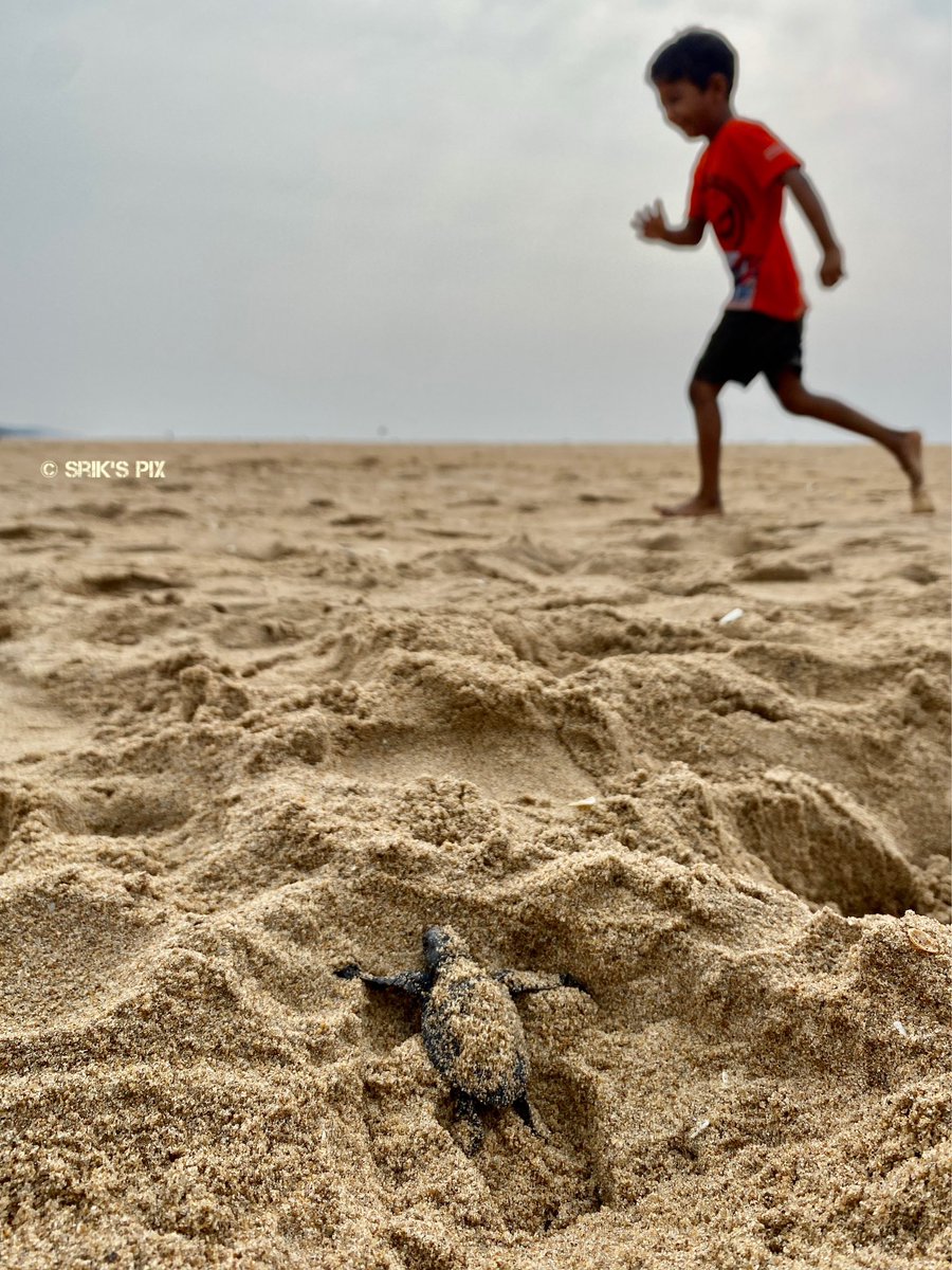 The Supreme Adventure Is Being Born

Welcome To The World … Baby Turtle 🐢 

#oliveridley  #oliveridleyturtle 
#odisha #seaturtle #seaturtleconservation @OrissaWild @IndiAves @BonnConvention @BBSRBuzz @CITES @OdishaSeaTurtle  @conserveturtles  @ORP_INDIANOCEAN @ThePhotoHour