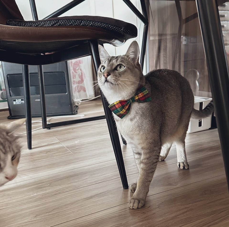 lenomano's tweet photo. おしゃれしてみました
#猫　#猫のいる暮らし　#cat https://t.co/9fK21xZJQn