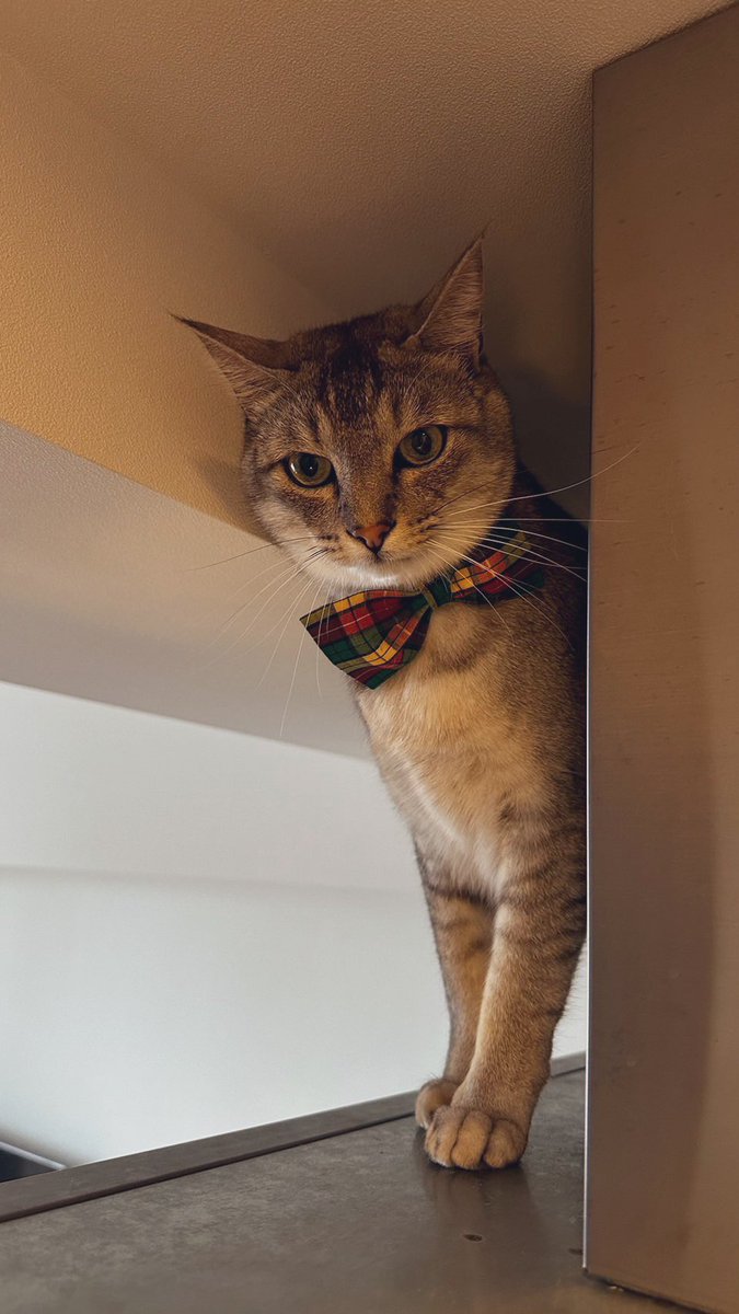 lenomano's tweet photo. おしゃれしてみました
#猫　#猫のいる暮らし　#cat https://t.co/9fK21xZJQn