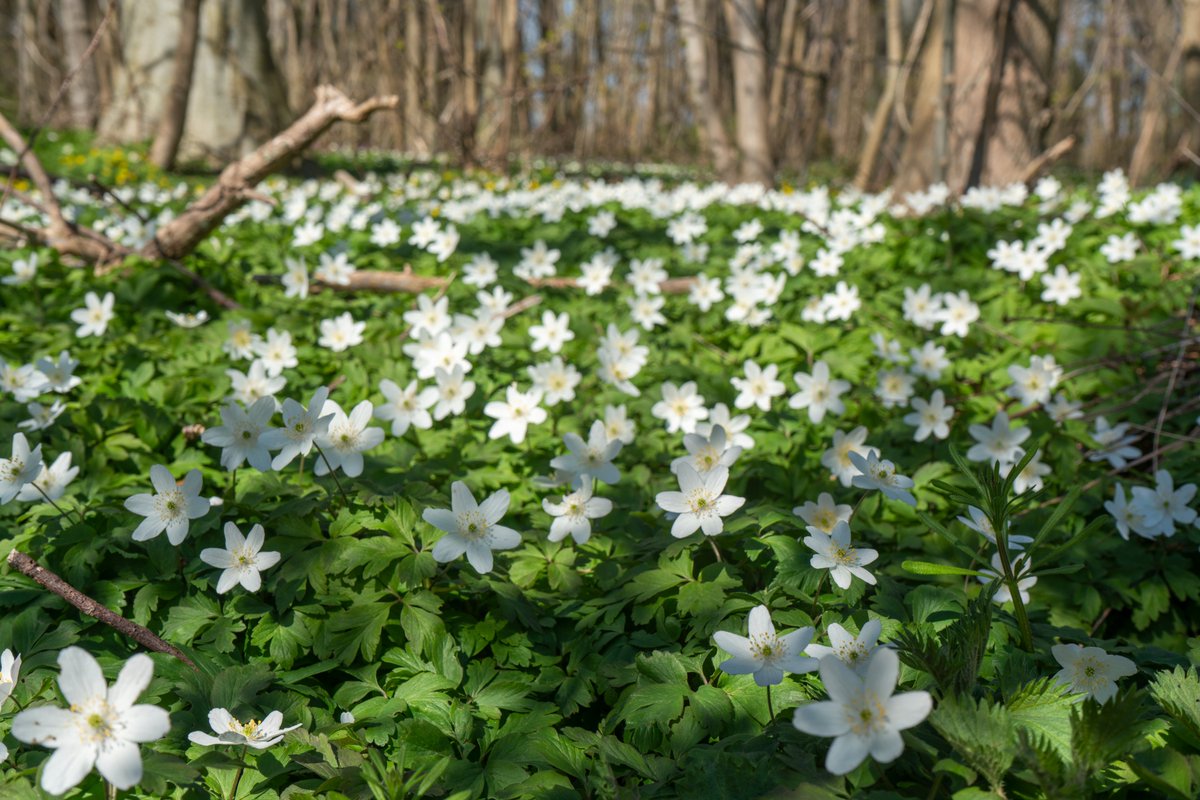 DorteHedengran's tweet photo. The forest floor covered in white anemones on this beautiful day🌼
#Denmark #NaturePhotography #SonyAlpha #photooftheday #April22th #SaturdayVibes #SaturdayMorning #Saturday #Flowers
📸Dorte Hedengran https://t.co/0Ji3CjMu9c