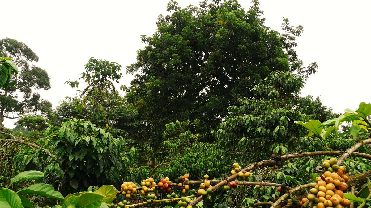 ROBUST_DeSIRA's tweet photo. [#SoilHealth] Does #diversification improve sustainability of coffee systems? @PHIM_research @Cirad @narouganda  @NAFORRI_UG are establishing diversification gradients in Mukono &amp; Masaka districts to analyse the impact on #Mycorrhiza a key #indicator of #agroecosystem functioning https://t.co/j7hknWfcG6