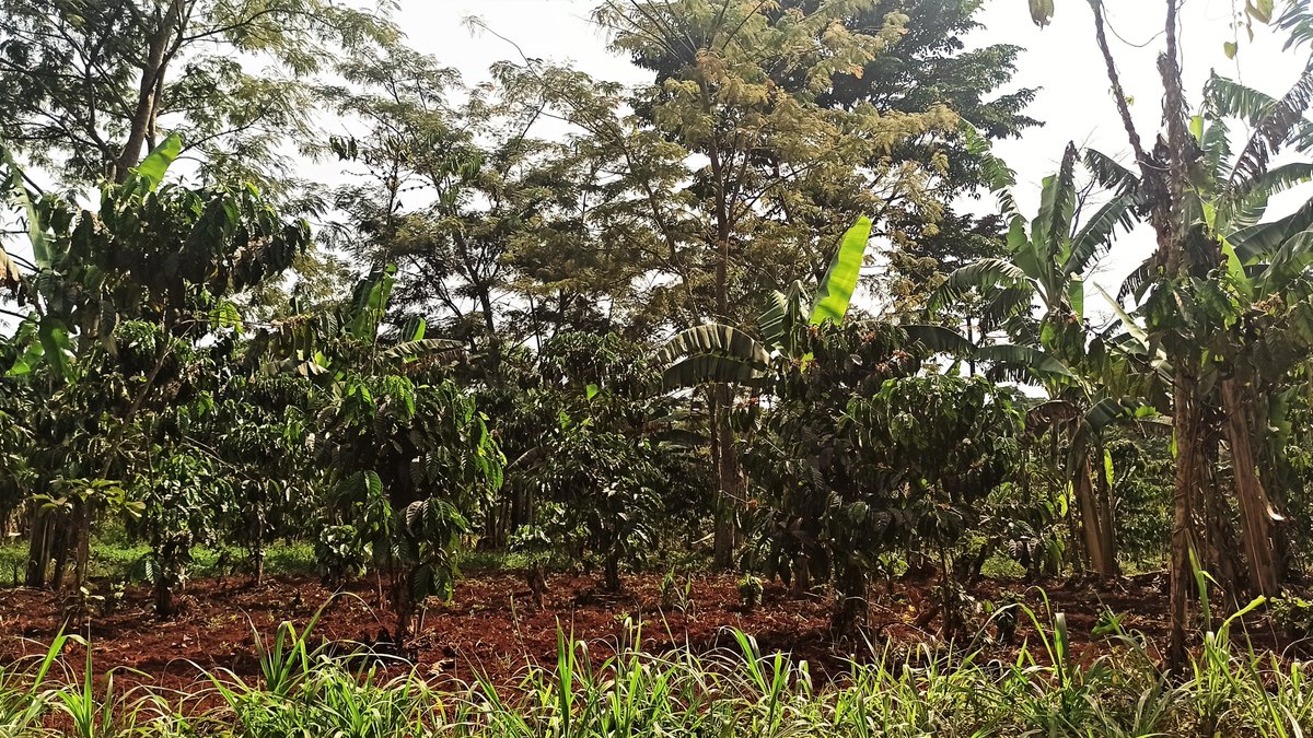 ROBUST_DeSIRA's tweet photo. [#SoilHealth] Does #diversification improve sustainability of coffee systems? @PHIM_research @Cirad @narouganda  @NAFORRI_UG are establishing diversification gradients in Mukono &amp; Masaka districts to analyse the impact on #Mycorrhiza a key #indicator of #agroecosystem functioning https://t.co/j7hknWfcG6