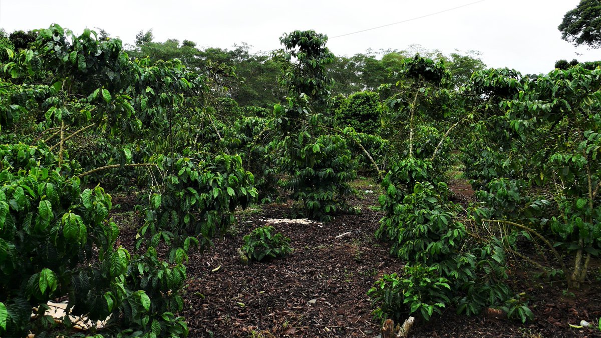ROBUST_DeSIRA's tweet photo. [#SoilHealth] Does #diversification improve sustainability of coffee systems? @PHIM_research @Cirad @narouganda  @NAFORRI_UG are establishing diversification gradients in Mukono &amp; Masaka districts to analyse the impact on #Mycorrhiza a key #indicator of #agroecosystem functioning https://t.co/j7hknWfcG6