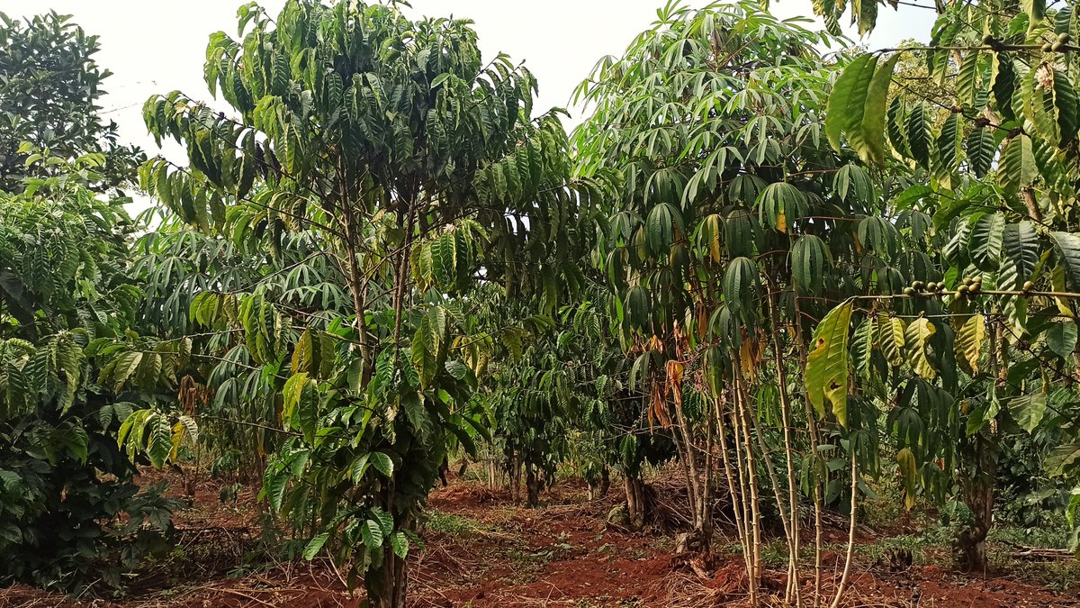 ROBUST_DeSIRA's tweet photo. [#SoilHealth] Does #diversification improve sustainability of coffee systems? @PHIM_research @Cirad @narouganda  @NAFORRI_UG are establishing diversification gradients in Mukono &amp; Masaka districts to analyse the impact on #Mycorrhiza a key #indicator of #agroecosystem functioning https://t.co/j7hknWfcG6