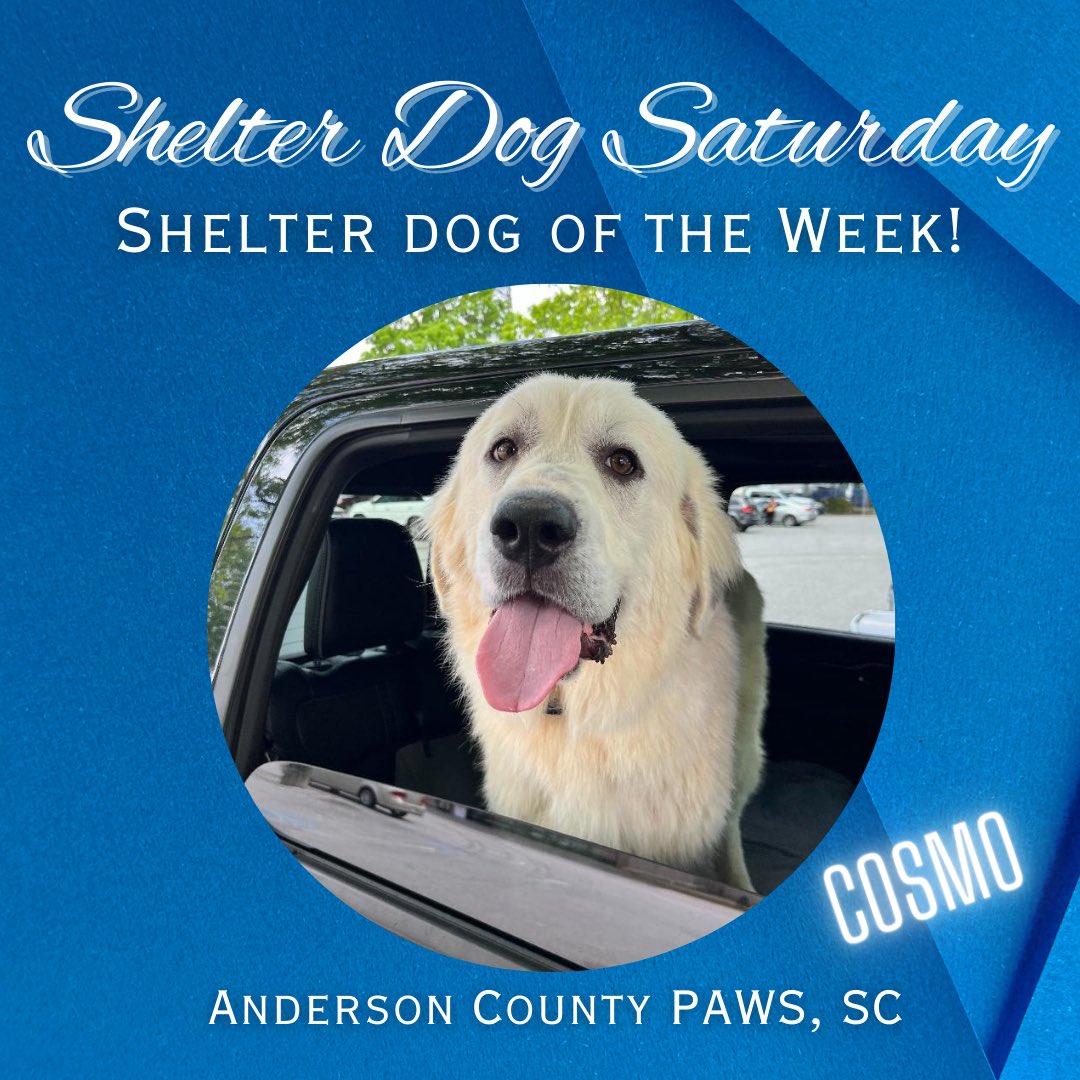 AGuyandAGolden (@aguyandagolden) on Twitter photo youtube.com/shorts/D-1fsi6…
Meet Cosmo! Our Shelter Dog of the week! <a href="/ACAS_PAWS/">Anderson County PAWS</a> youtube.com/shorts/D-1fsi6…
Meet Cosmo! Our Shelter Dog of the week! <a href="/ACAS_PAWS/">Anderson County PAWS</a>