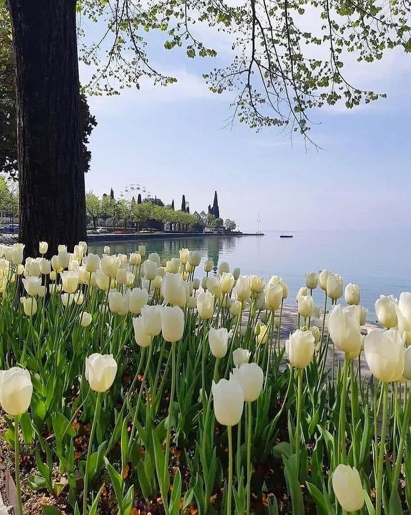 VacancesPref's tweet photo. HAPPY EARTH DAY 🌎 Let's protect its beauty 💙 #keepitclean #helptheplanet #hope #nature #earthday #environment #beautifulearth #roamtheplanet #recycle #compost #plantatree #grow #wordstoinspire #motivationalquote #inspire #wordsofwisdom #keepsmiling #… https://t.co/hArG7uFWcW https://t.co/AYKT1ICHsi