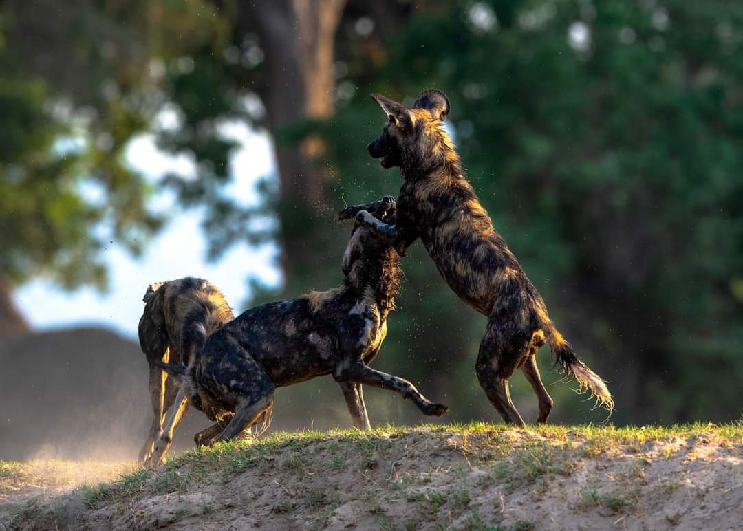 Protecting the painted dogs & their habitat is essential for a healthier planet. This #EarthDay, join us in our mission to conserve these endangered animals and preserve the diversity of our planet's ecosystems. painteddog.org #EarthDay2023 📷: @nicholasdyerpix