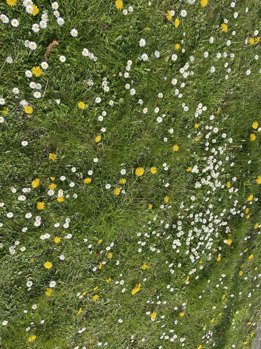 mrsjgallagher's tweet photo. Ever since our science lessons last week, I have been on the hunt for daisies and dandelions. Think this one beats yours @sarahpurplee @LeicsSCITT 46cm!!! Look at all those daisies too!! https://t.co/qHczqQnqGb