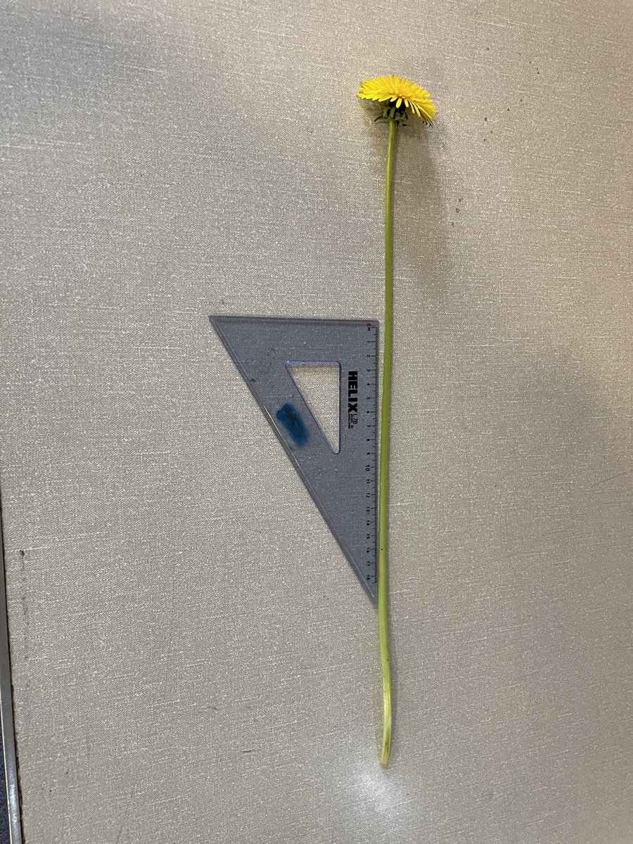 mrsjgallagher's tweet photo. Ever since our science lessons last week, I have been on the hunt for daisies and dandelions. Think this one beats yours @sarahpurplee @LeicsSCITT 46cm!!! Look at all those daisies too!! https://t.co/qHczqQnqGb