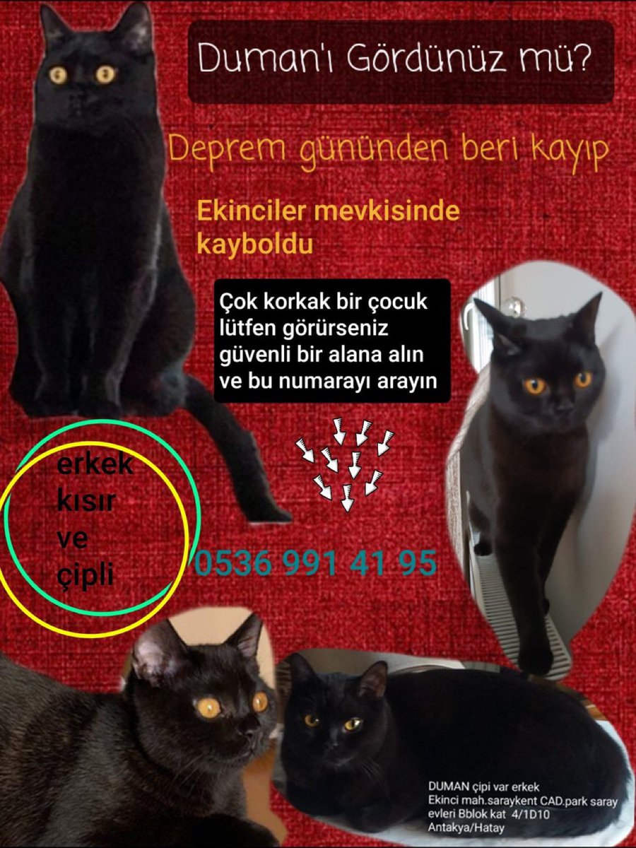 HADI DUMAN'I DA YAYALIM.BELKİ BİRİ ALMIŞTIR GÖRÜR AİLESİ HALA ONU ARIYOR🥺

@DepremiUnutmaa