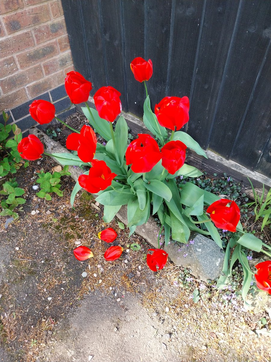 knittingtori's tweet photo. Beautiful #sunshine on my walk today saw these #tulips on lap 2. Happy Saturday folks #outdoors #walking #distancechallenge #SaturdayMood #Leicestershire https://t.co/QOskJXOHDk