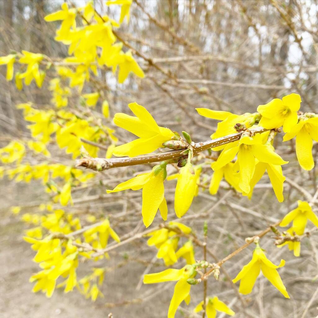 adropofom's tweet photo. It is finally Spring where I live in the East Coast of the US, and OMG it is so welcome! I am going through a spiraling growth kind of time. Things are healing in me and yet the energy is still raw, still a bit out in the open. It means that I am asked t… https://t.co/GqYx1GT8aW https://t.co/ruqNHkbMsz