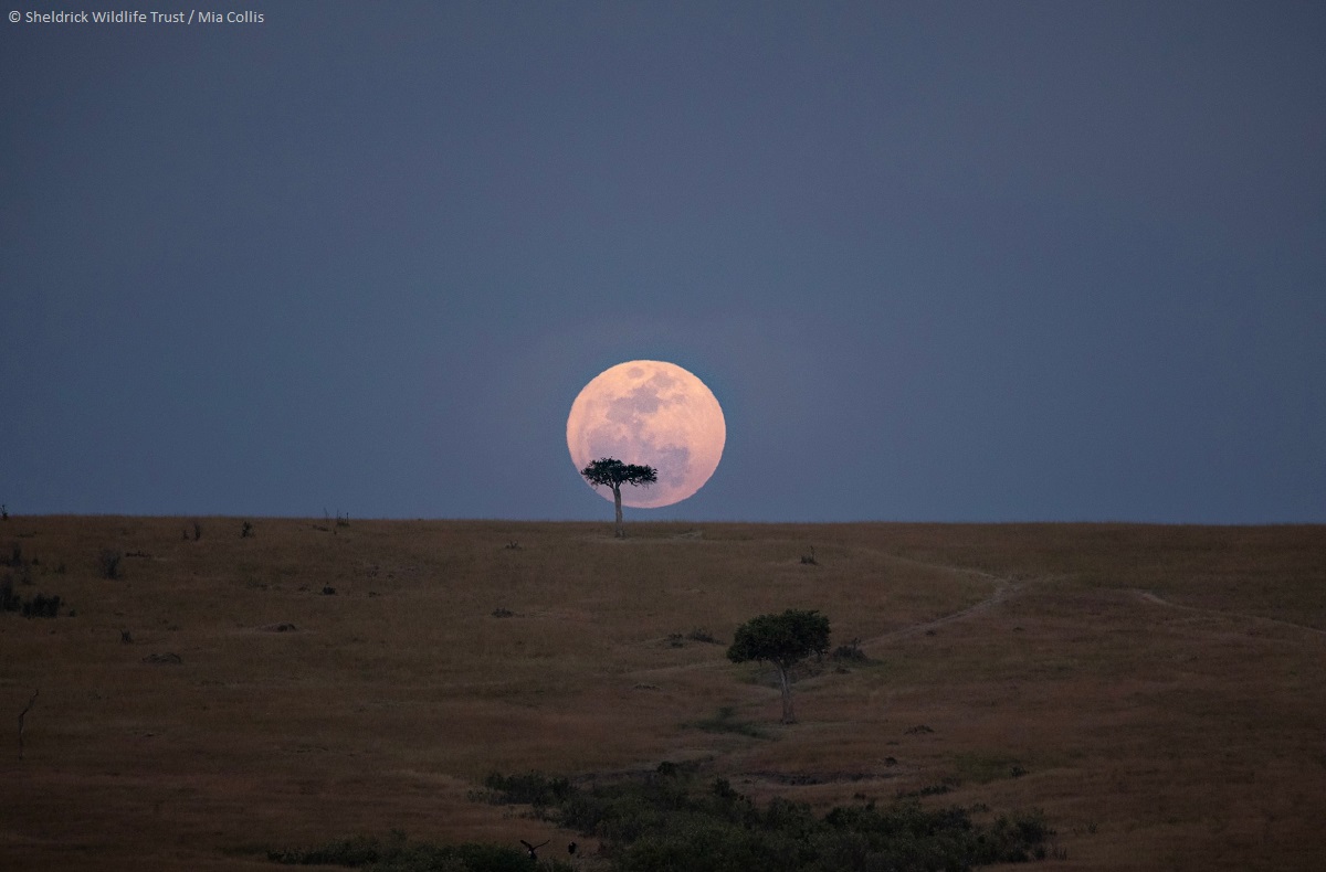 SheldrickTrust's tweet photo. (3/3) But there are places where nature still reigns, with lands of endless horizons, interrupted only by towering baobabs or the silhouette of an elephant crossing the plains. Read our #EarthDay update &amp; help us ensure Kenya remains a home for all:  https://t.co/e4XkBQ7kCS https://t.co/OnMg1TLMgu