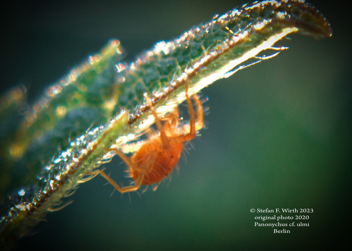 wirthstef's tweet photo. A #living #tree is a universe of individual #microhabitats,which are interconnected,each with specific #biodiversity.Buds and leaves e.g.can be attacked by #spidermites of genus #Panonychus.But the #parasites are part of an #ecologicalsystem that also includes their predators©SFW https://t.co/JffYUMuqnb