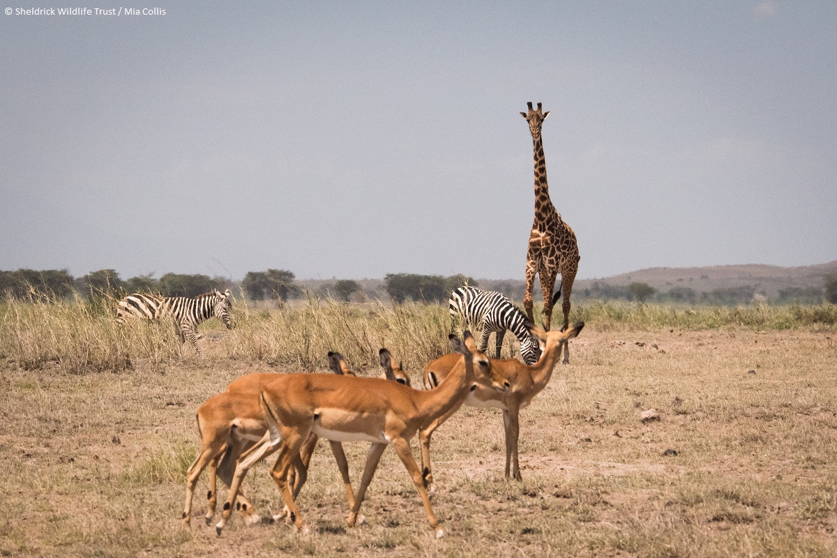 SheldrickTrust's tweet photo. (3/3) But there are places where nature still reigns, with lands of endless horizons, interrupted only by towering baobabs or the silhouette of an elephant crossing the plains. Read our #EarthDay update &amp; help us ensure Kenya remains a home for all:  https://t.co/e4XkBQ7kCS https://t.co/OnMg1TLMgu