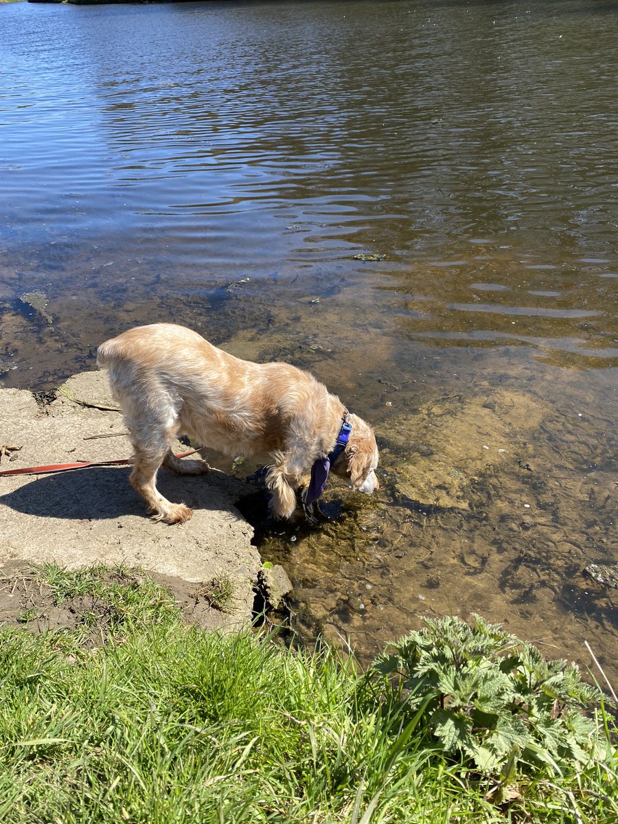 SpanielsSuper's tweet photo. @madcap_max @NancyandL Beautiful Iris I don’t care…. 
And mud is so good for the skin &amp; hair…. You’re just having a Spa day…. Not that you could make yourself any more beautiful 
#RonnieLovesIris #MudPack #SpaDay #BeautifulBretons 

I got my paws muddy too #Snap https://t.co/SOuYpt4mzW