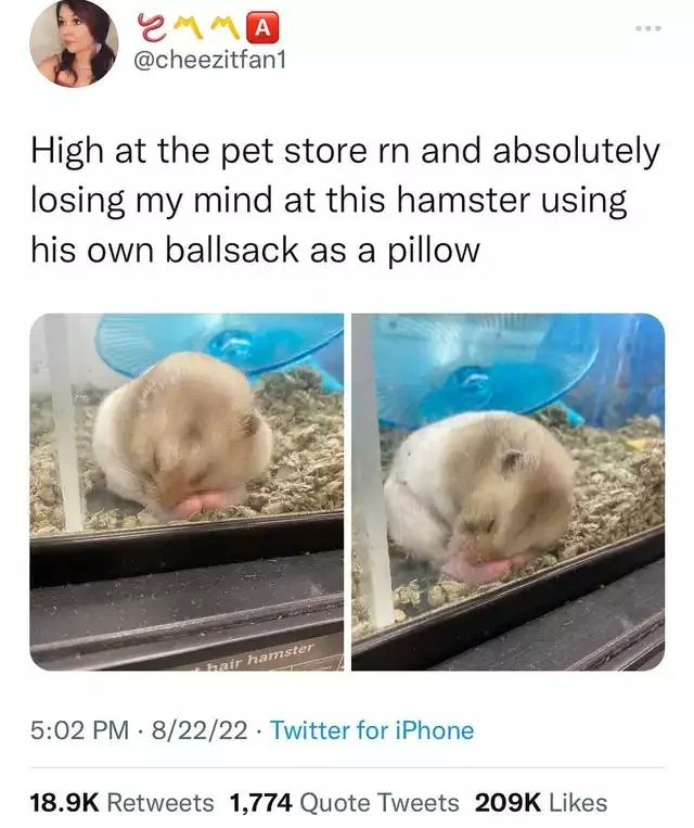 𝐑𝐞𝐱𝐲🖤🔞 on Twitter "laralatex1 fesshole Hamsters actually have big