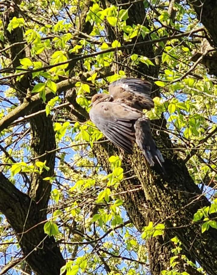 LightsOutNYS's tweet photo. This mourning dove was entangled in fishing wire in @NYCParks. Thank heavens for the rescuers! Please be mindful that dumping your gear harms other living beings, so kindly use the trash bins. Or risk getting a $1,500 fine. @CMShekarK @CMShahanaHanif @NYCParksDept https://t.co/ECY3DFVM4y