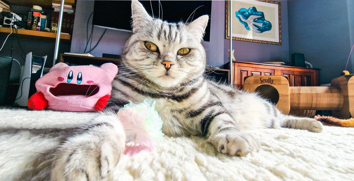 Nath138's tweet photo. Happy #Caturday #CatsOfTwitter https://t.co/F84ucAuYRi