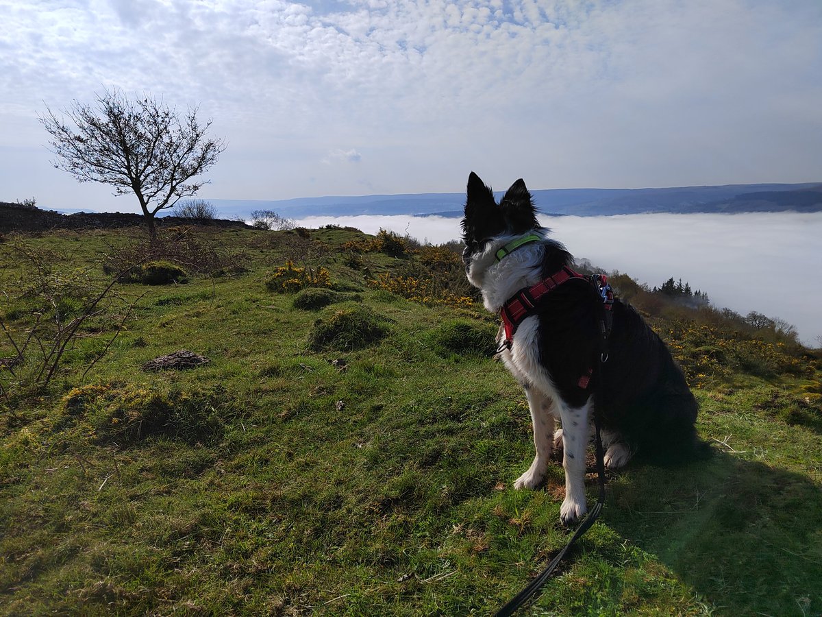 Dragons Breath from the Allt yr Esgair #explorelocal #discoverlocal #getoutside #BorderCollie #breconbeacons #dogsoftwitter #BannauBrycheiniog @BeaconsPhotos @BBCWthrWatchers @DerekTheWeather @OrdnanceSurvey @ExploreBreconB @aroundllangorse