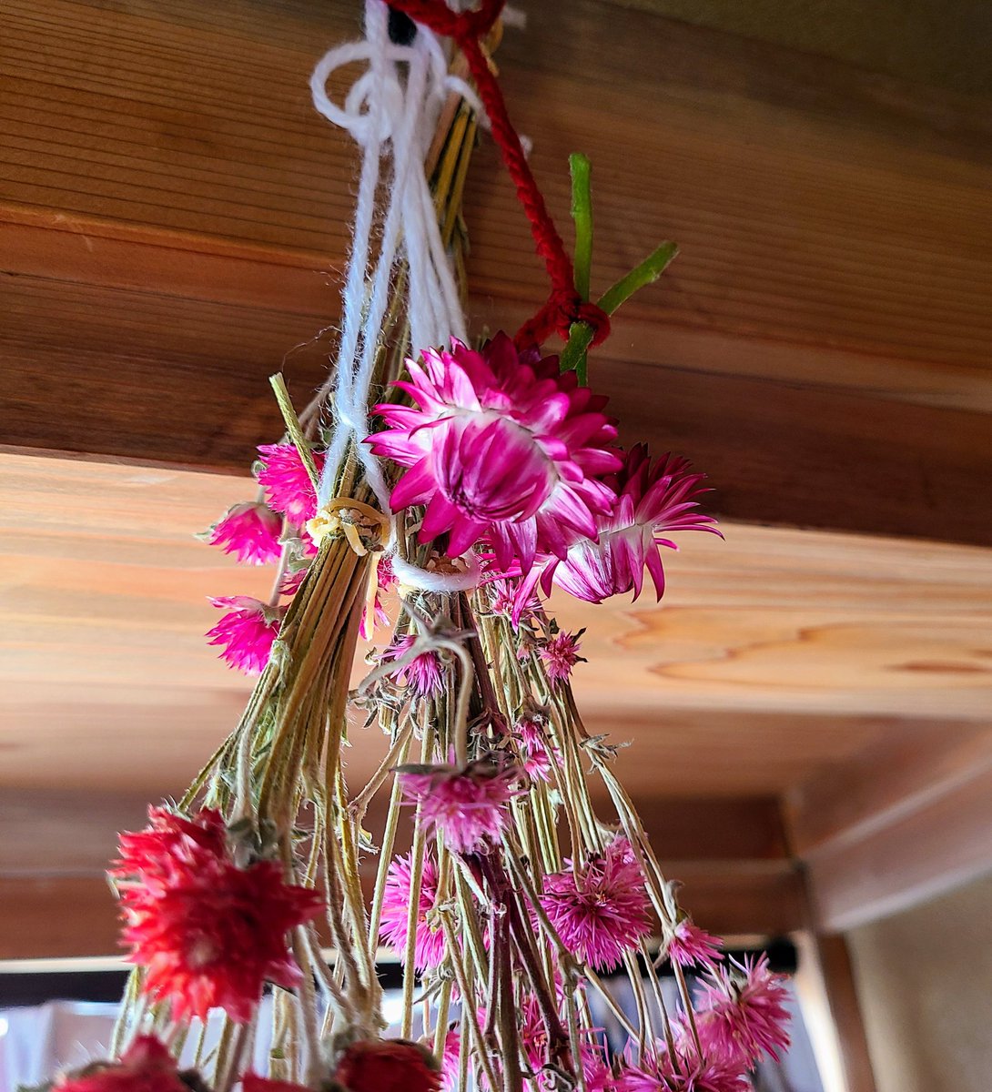 SaeCue's tweet photo. 花が開いちゃいそうだから、切って吊るしといた💐
#ドライフラワー は開く前に吊るしてね🎵
これまだ定植前です。

#帝王貝細工 #コロロ #cololo #フランボワーズ #ムギワラギク #ヘリクリサム #strawflower #サントリー #suntory #suntoryflowers #綿半 https://t.co/ePfs2q3QdJ