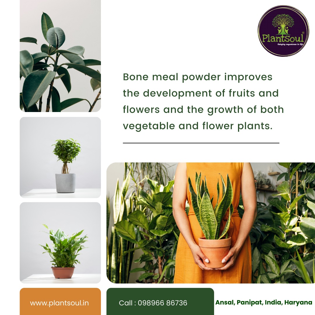 PlantSoul3's tweet photo. BONE MEAL POWDER IMPROVES THE DEVELOPMENT OF FRUITS 🍇 AND FLOWERS 💐AND THE GROWTH OF BOTH VEGETABLE 🍅 AND FLOWER🌷 PLANTS.🪴 

📞 CALL NOW : 𝟎𝟗𝟖𝟗𝟔𝟔 𝟖𝟔𝟕𝟑𝟔

VISIT AT : https://t.co/wIqMBZNHQ5

#plantsoul #plants #organicfarming  #kitchengardening #natural #organicfood https://t.co/irNbzzW77g
