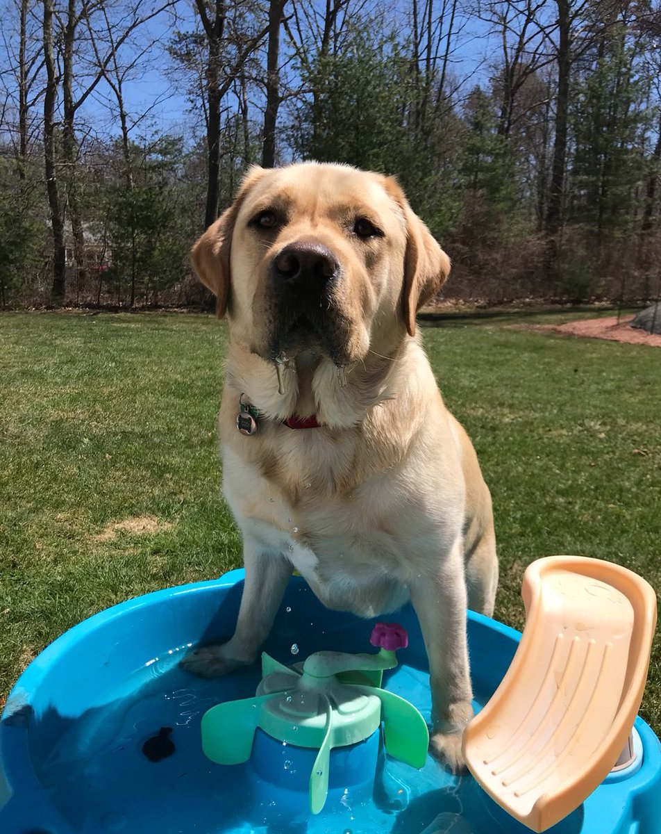 LeanneCSmith1's tweet photo. Cody trying to get into the water table π€·ββοΈ #1yrold #puppy https://t.co/mxsmSycAwJ