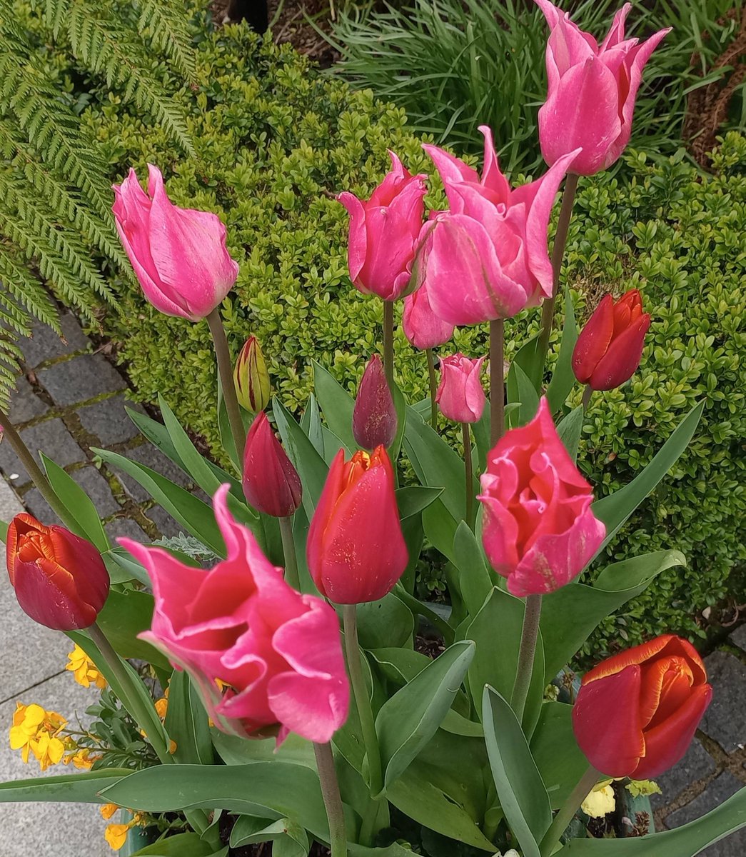 Blazing hot red and pink tulips. #springbulbs #aprilgarden #tulips